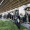 Spotted black holstein cows feed from green grass inside barn on dutch farm in holland
