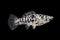 Spotted Black Molly Poecilia sphenops vetiprovidentiae aquarium fish