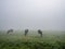 spotted black and white cows graze in dense morning mist