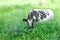 Spotted black and white Friesian cow lies in green grass on summer pasture. Dutch Black Pied cattle on plain