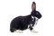 Spotted black and white rabbit sitting isolated on a white