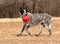 Spotted black and white Texas Heeler dog running with a red ball