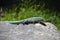 Spotted Blue Lizard on a Rock in Aruba