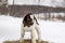 Spotted Boer Goat kid standing on hay bale in winter snow