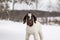 Spotted Boer Goat kid in winter with snow