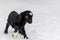 Spotted Boer Goat with Lop Ears in the snow