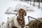 Spotted Boer Goat with Lop Ears in the snow