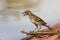 Spotted Bower Bird