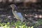 Spotted bowerbird