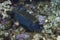 Spotted Boxfish Ostracion meleagris