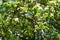 Spotted branches of a plane tree with leaves and fruits