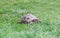 Spotted brown and blue turtle sitting in green grass, close up