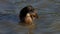 A spotted brown duck swims in lake waters at sunset in slo-mo