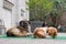 A spotted and brown homeless dogs lies on carpet at the street