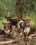 Spotted brown and white calves in the rural Alberta countryside