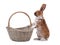 Spotted bunny is standing near an Easter basket isolated on a white