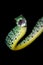 Spotted bush snake