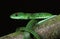 Spotted Bush Snake, philothamnus semivariegatus