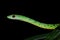 Spotted bush snake portrait