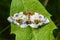 Spotted butterfly abraxas sylvata