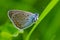 Spotted butterfly common blue