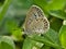 Spotted butterfly on leaf