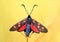 Spotted butterfly Zygaena filipendulae