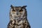 Spotted Cape Eagle Owl silhouetted against blue sky.