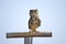 Spotted Cape Eagle Owl sitting on perch