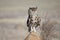 Spotted Cape Eagle Owl sitting on rock.