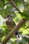 Spotted Catbird Perched On Branch in Kuranda, Australia