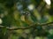 Spotted Catbird in tropical Queensland forest