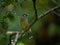 Spotted Catbird in tropical Queensland forest