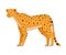 Spotted Cheetah Standing as African Animal Vector Illustration