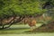 Spotted or Chital or Cheetal or Chital deer or axis axis in natural green background at keoladeo national park bharatpur india