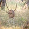 A Spotted Chital Deer buck in Ranthambore National Park in India.