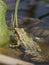 Spotted Chorus Frog (Pseudacris clarkii)