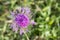 Spotted cornflower or lilac panicle cornflower. Variety of Centaurea. Wildflower in the Alps