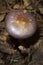 Spotted cort mushroom at Mud Pond in Sunapee, New Hampshire