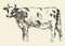 Spotted cow dutch cattle breed hand drawn sketch