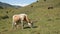 Spotted cow on a green autumn pasture. Mountain and livestock farming concept