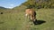 Spotted cow on a green autumn pasture. Mountain and livestock farming concept