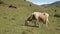 Spotted cow on a green autumn pasture. Mountain and livestock farming concept