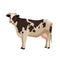 Spotted cow vector illustration farm cattle animal collection.