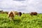 Spotted cows and bulls graze in the meadow on a summer sunny day.