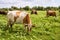 Spotted cows and bulls graze in the meadow on a summer sunny day.