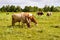 Spotted cows and bulls graze in the meadow on a summer sunny day.