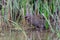 The Spotted Crake Porzana porzana