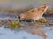 Spotted Crake - Porzana porzana - adult bird