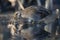 Spotted crake Porzana porzana feeding in wetland swamp bird reflection in water
